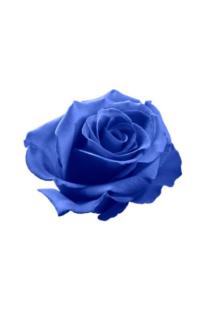 Тea hybrid rose ’Blue Nile’